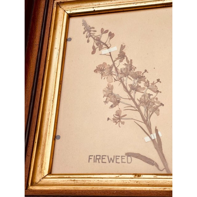 Antique Pressed Wildflowers Botanical Herbarium Specimen 1936 Beautifully Displayed in 19th Century Gilt Walnut Frame For Sale - Image 4 of 5