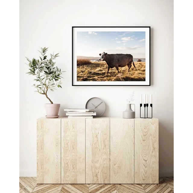Paper 'Brown Cow' Contemporary English Landscape Fine Art Photography Print, Pastoral Art, Large 45 X 30" Bovine Artwork For Sale - Image 7 of 8
