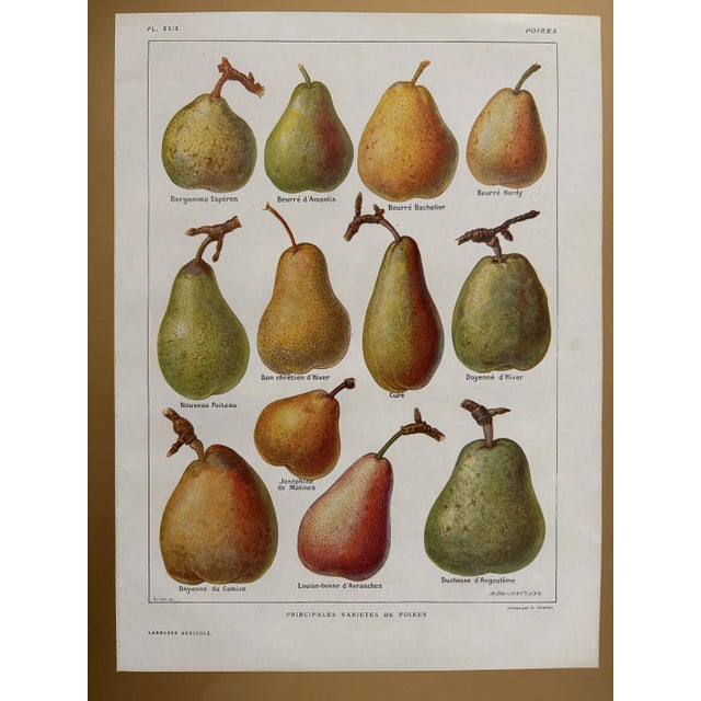 1920s Chart with Fruit by Maurice Dessertenne For Sale - Image 5 of 5