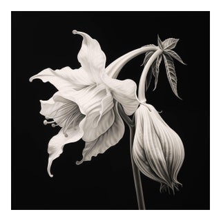 Brugmansia Flower No. 1 — Black and White Vintage Botanical Photography Print For Sale