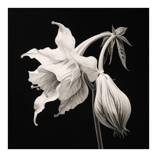 Brugmansia Flower No. 1 — Black and White Vintage Botanical Photography Print For Sale