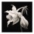 Brugmansia Flower No. 1 — Black and White Vintage Botanical Photography Print For Sale
