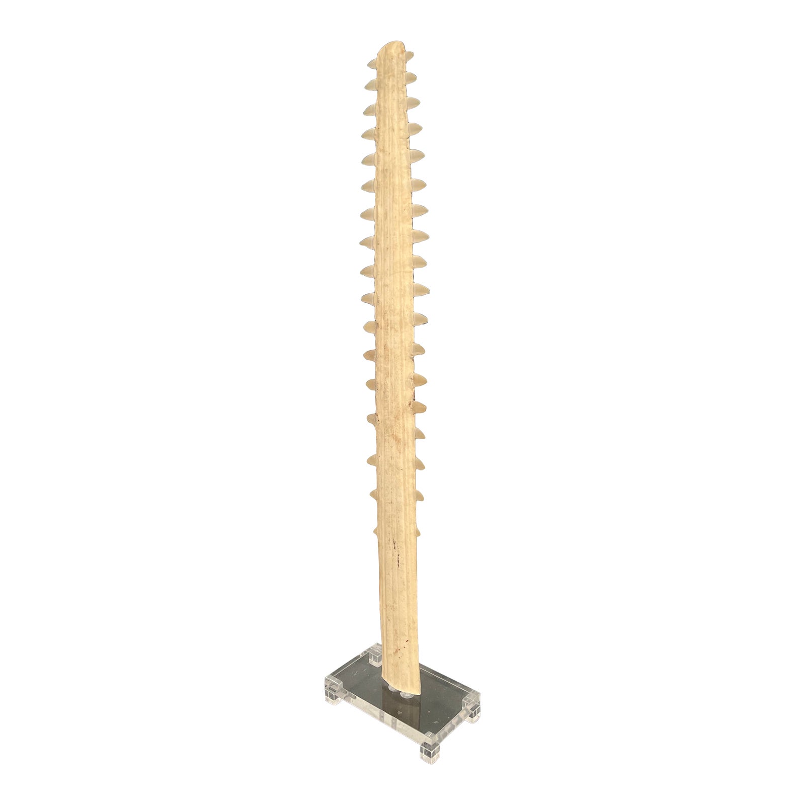 Vintage Sawfish Rostrum Sculpture on Lucite Base | Chairish