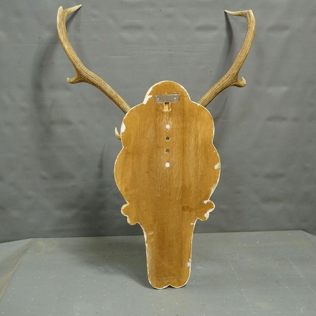 1930s Large 8 Pointer Red Deer Trophy on Wooden Plaque For Sale - Image 5 of 5