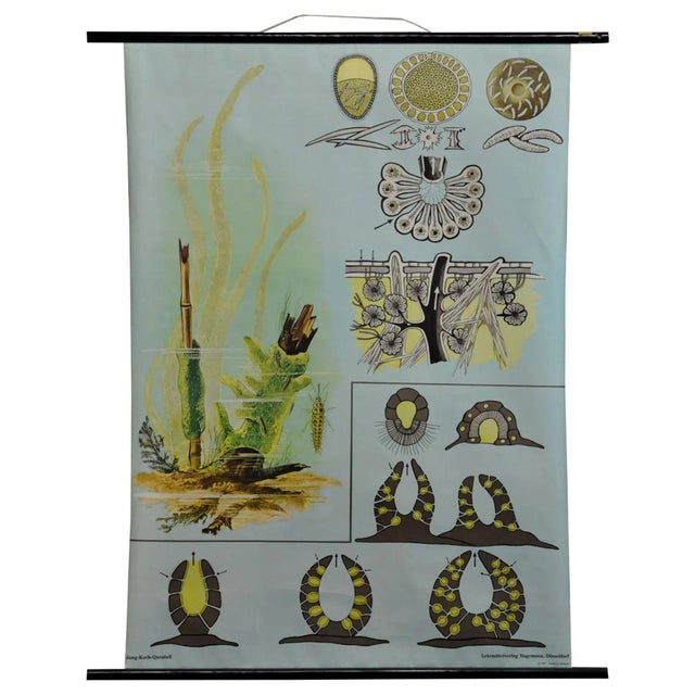 1960s Vintage Spongillidae Pull-Down Wall Chart Poster by Jung Koch Quentell For Sale - Image 5 of 5