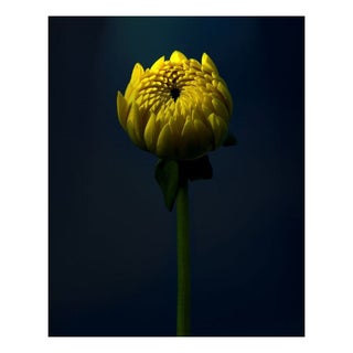 Michael Filonow "Macro 2" Floating Photo Print For Sale