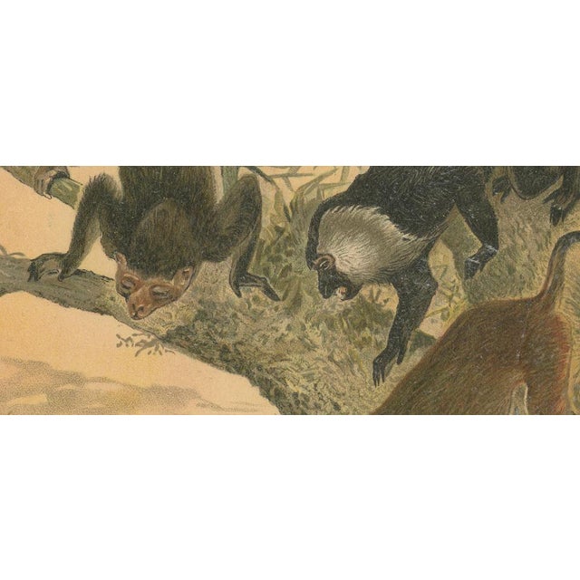 Late 19th Century After Wilhelm Kuhnert, Macaques, 1894, Paper For Sale - Image 5 of 9