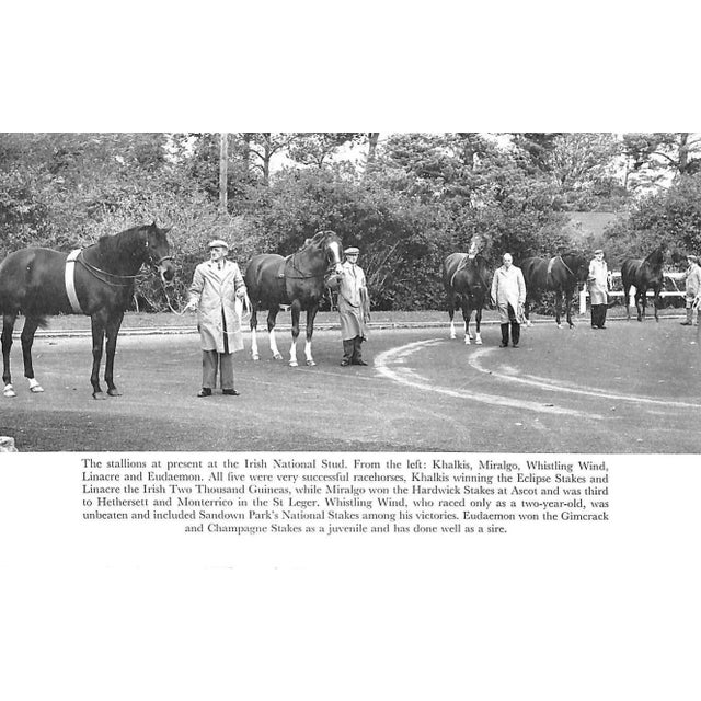 "The Horse in Ireland" 1967 Browne, Noel Phillips [Edited By] For Sale In New York - Image 6 of 10