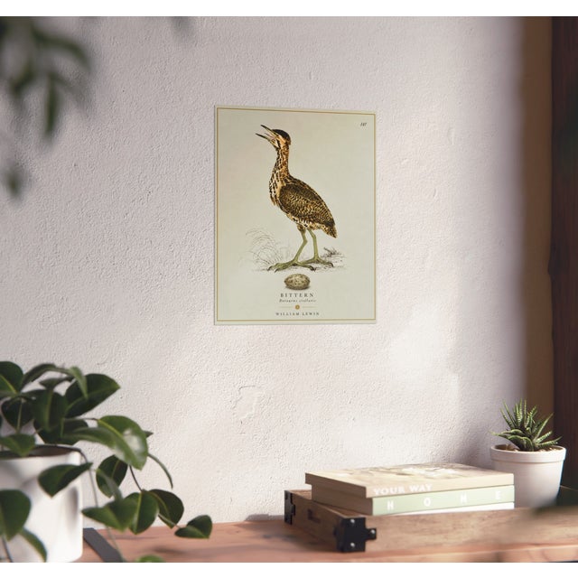 Paper William Lewin 1789 Waterbirds Fine Art Gallery Board Print - The Bittern For Sale - Image 7 of 9