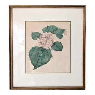 19th C Reproduction Botanical Engraving Framed For Sale