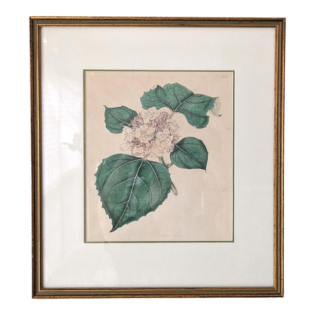 19th C Reproduction Botanical Engraving Framed For Sale