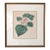 19th C Reproduction Botanical Engraving Framed For Sale