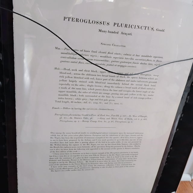 Rare John Gould & Richter Framed Toucan Litho Mid 19th Century Many-Banded Aracari "Pteroglossus Pluricinctus" 28x22 For Sale - Image 10 of 16