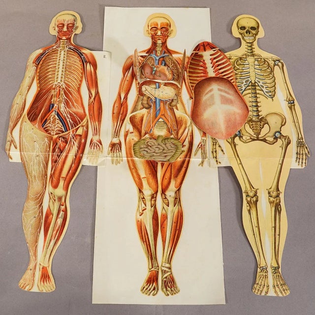 Antique Foldable Anatomical Brochure Depicting Female Anatomy For Sale - Image 4 of 5