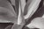 Agave by Stuart Möller Agave succulent. Archival Pigment Print signed and numbered by the artist. Born in Kabul, part...