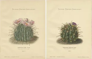 Cactus Prints, 1910, Paper, Set of 2