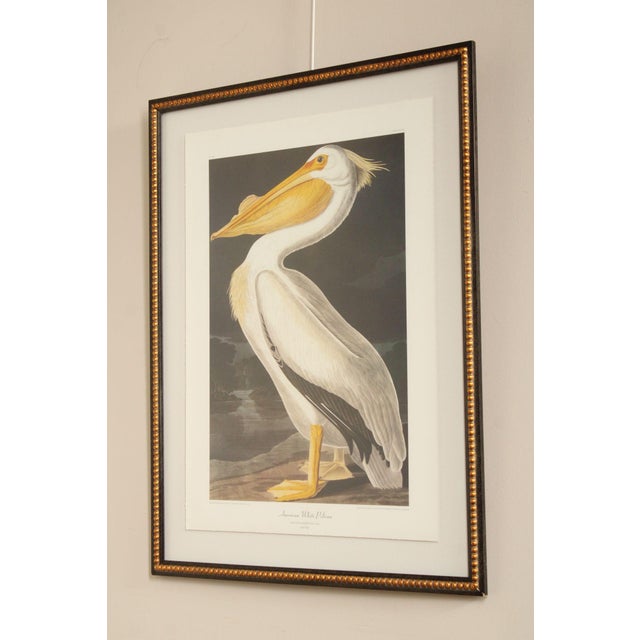 Quality Custom Framed Print of Male Pelican Bird, After John James Audubon (American, 1785-1851)