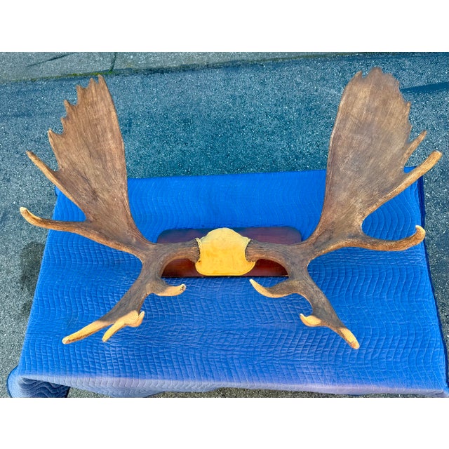 1970s Extra Large Vintage Moose Antler Wall Mount For Sale - Image 5 of 8
