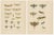 Richard Tümpel, Antique Entomology, 1908, Lithograph, Set of 2 For Sale - Image 11 of 11