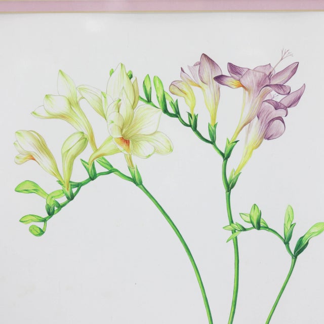 Vintage Hand-Painted Plant Specimen Watercolor Freesia
