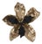 Golden Orchid For Sale
