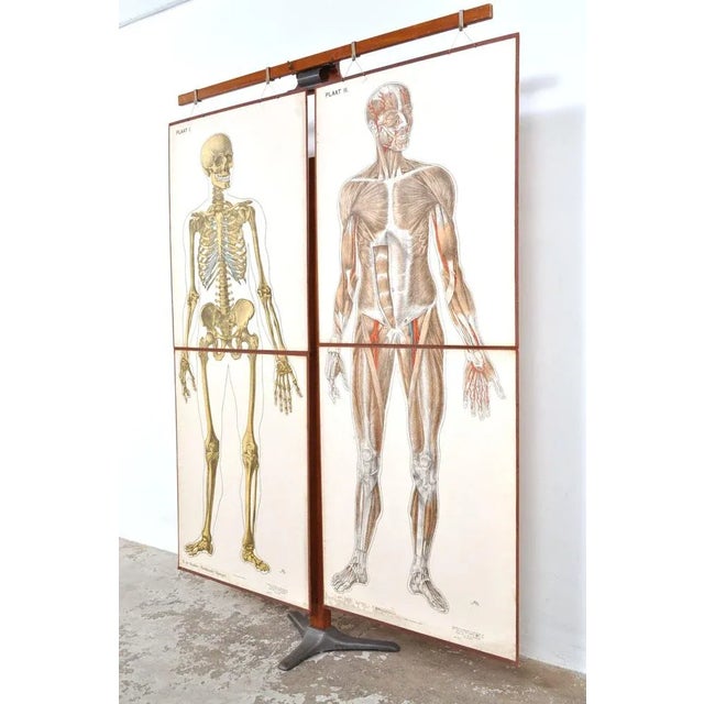 Human Foldable Anatomical Wall Charts, 1920s, Set of 2 For Sale - Image 9 of 11