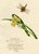 Paper Louisa Hare, Yellow Water Iris with Dragonfly, 1800s, Watercolour For Sale - Image 7 of 7