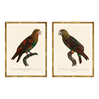 Barraband Parrots – Brown Necked Parrots (Set of 2), Framed in Bronze Bamboo For Sale