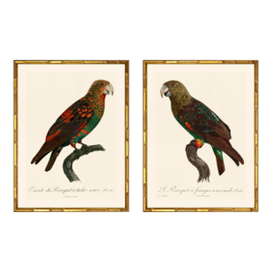 Barraband Parrots – Brown Necked Parrots (Set of 2), Framed in Bronze Bamboo