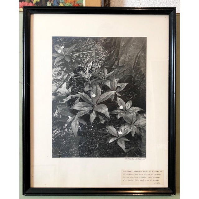 Black Samuel Gottscho, Vintage Silver Gelatin Signed Photograph Samuel Gottscho Garden Flowers Photo NY, c.1960s For Sale - Image 8 of 8
