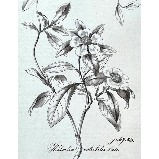 Original Antique Botanical Watercolor and Ink Painting by A. G. Weiss Circa 1865 For Sale In New York - Image 6 of 8