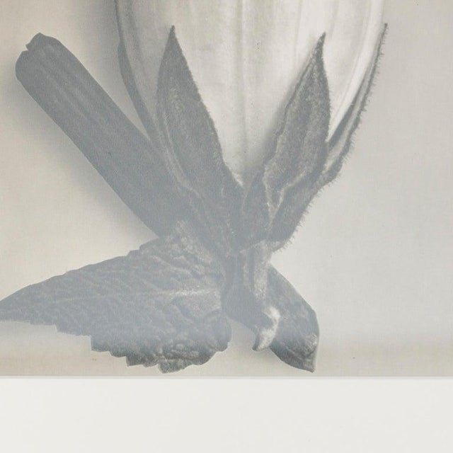 1940s Karl Blossfeldt, Black and White Botanical Image, 1942, Photogravure, Framed For Sale - Image 5 of 14