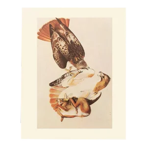 1966 Vintage Farmhouse Cottage Print "Red-Tailed Hawks" After John James Audubon