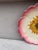 French Country French Majolica Wild Rose Plate Delphin Massier Circa 1890 For Sale - Image 3 of 5