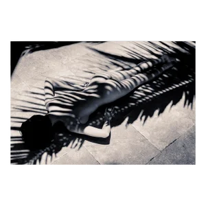 Contemporary Art Photograph "Palm Zebra 2/5" Signed Numbered Contemporary Original Print