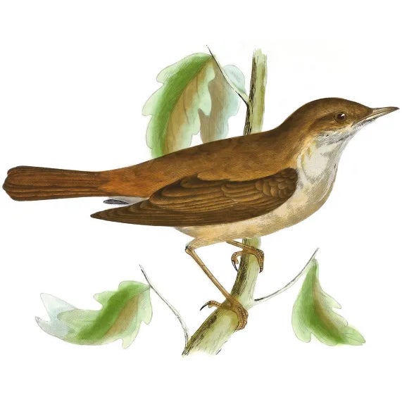 Not Yet Made - Made To Order Nightingale Pillow For Sale - Image 5 of 5