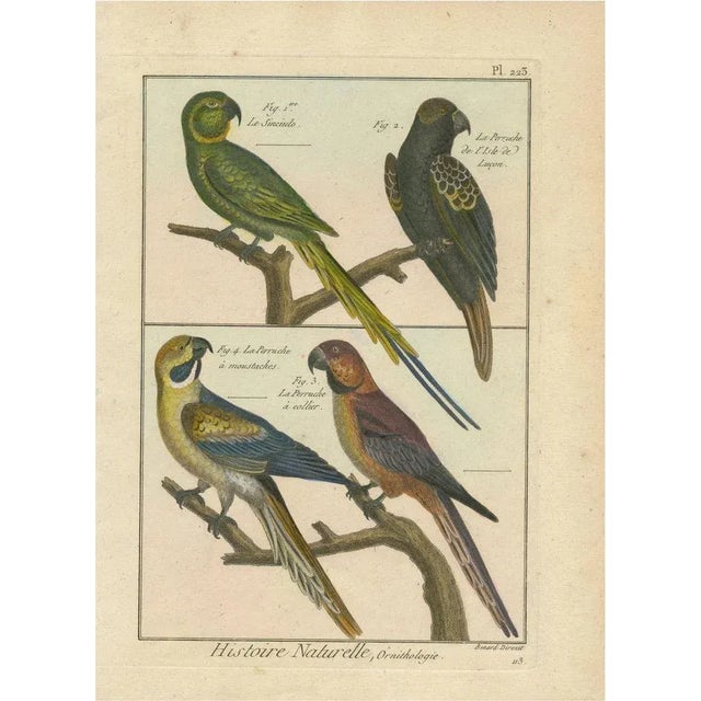 Bernard, Parakeets, 1792, Copper Engraving For Sale - Image 6 of 6