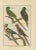 Bernard, Parakeets, 1792, Copper Engraving For Sale - Image 6 of 6