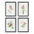 Blush Blooms Study St/4 For Sale