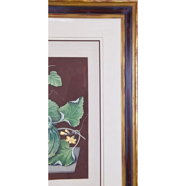 "Amicua Melon" Hand Finished Color Engraving by George Brookshaw , 1812 For Sale In San Francisco - Image 6 of 7