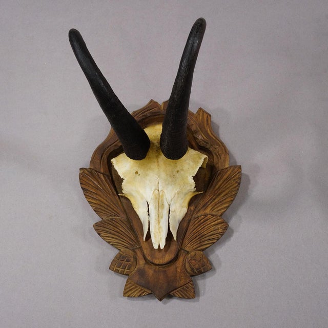 Mid 20th Century Vintage Set of Four Chamois Trophies on Carved Plaques, Germany Ca. 1950s For Sale - Image 5 of 7