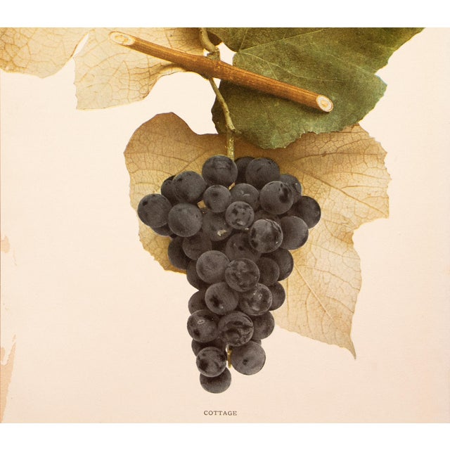 1900s U. P. Hedrick, Original Antique Photogravure of Cottage Grapes For Sale - Image 4 of 6