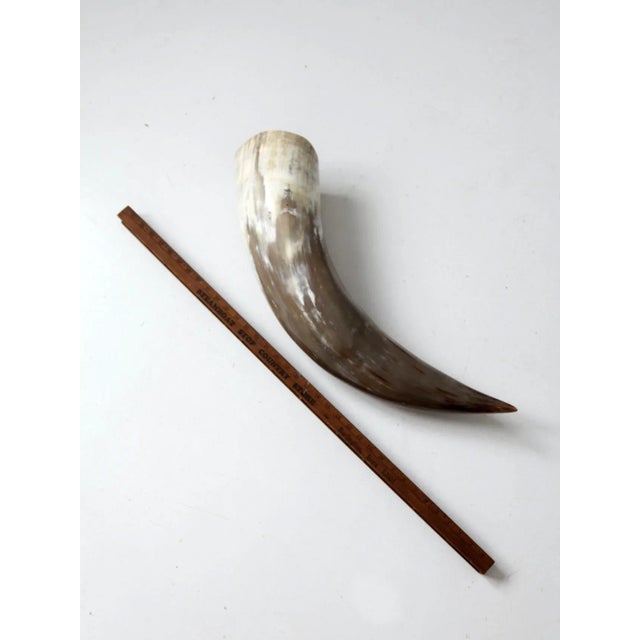 Vintage Polished Horn For Sale - Image 11 of 12