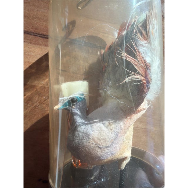 Mid-Century Modern Vintage Max Factor PRIMITIF Peacock Promotional Display Under Dome – Mid-Century For Sale - Image 3 of 5