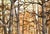 Realism Autumn Forest , 1970's Earth-Tone Vertical Landscape Watercolor With Trees by Kay Swanson For Sale - Image 3 of 8