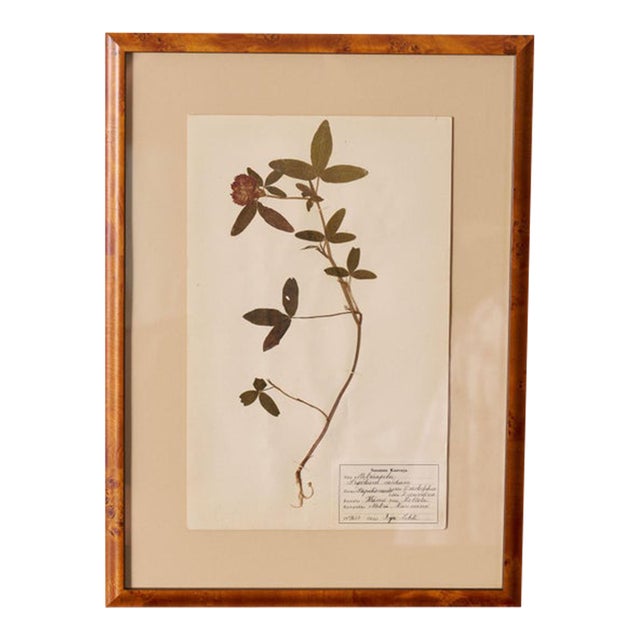 Framed Herbarium (Finland, C. 1928-30) Float Mount in Custom Burl Frame For Sale