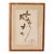 Framed Herbarium (Finland, C. 1928-30) Float Mount in Custom Burl Frame For Sale