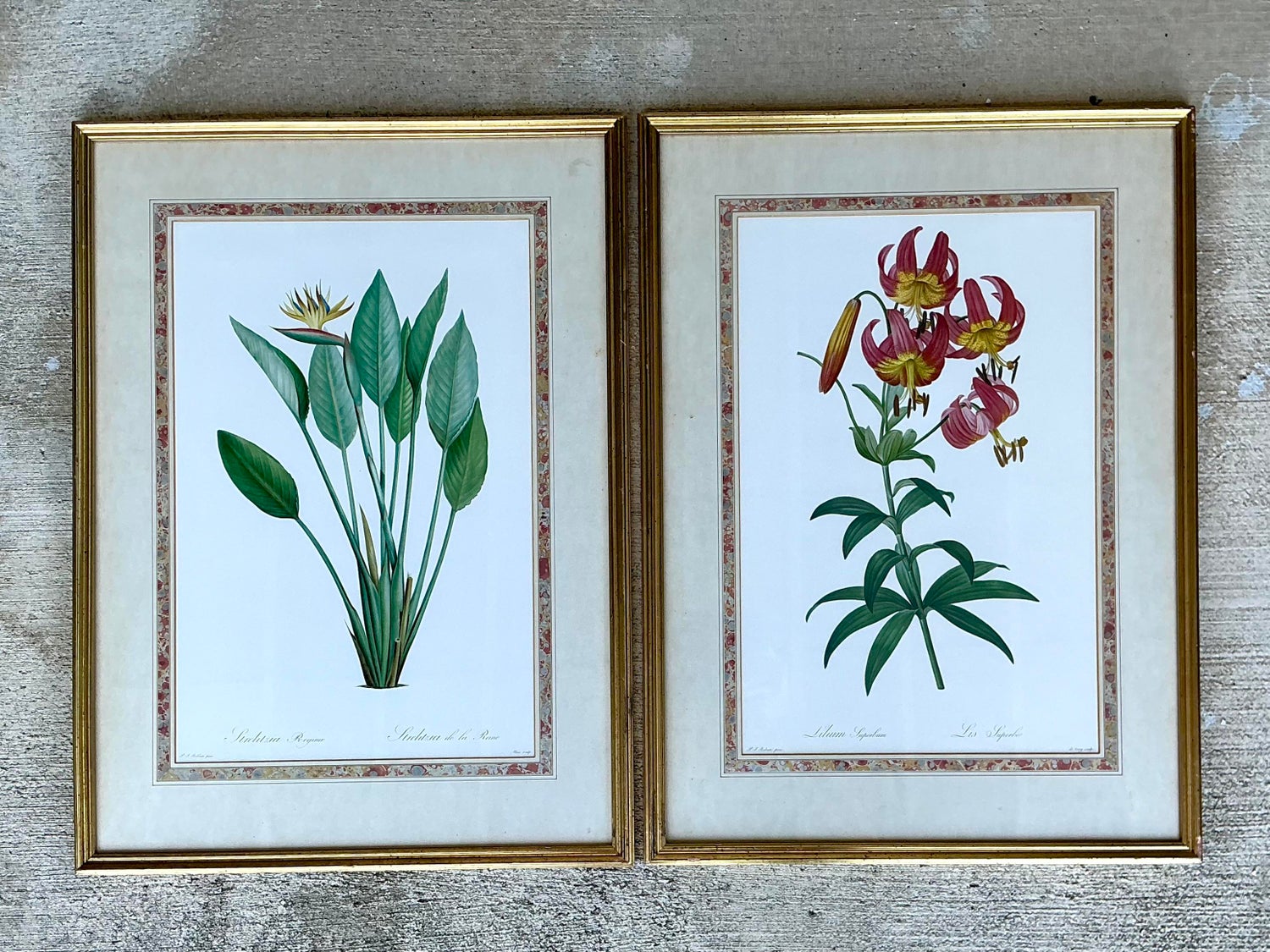 Vintage Ehret Botanical Prints - Set of 2 - Glass, 21W x 28.5H - Detail view