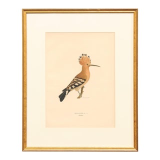 Early 20th Century Swedish Framed Hoopoe Lithograph, C. 1920 For Sale