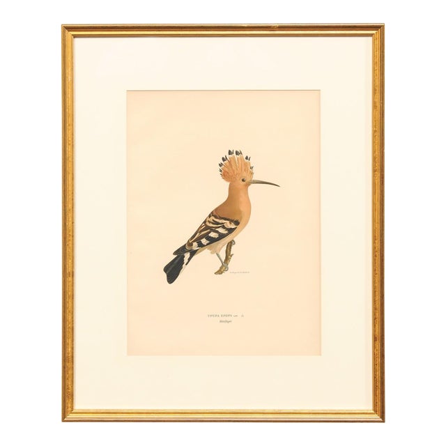 Early 20th Century Swedish Framed Hoopoe Lithograph, C. 1920 For Sale